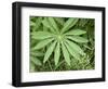 Canada, British Columbia, Vancouver Island. Lupine, Lupinus, Leaf-Kevin Oke-Framed Photographic Print