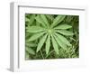 Canada, British Columbia, Vancouver Island. Lupine, Lupinus, Leaf-Kevin Oke-Framed Photographic Print