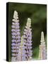 Canada, British Columbia, Vancouver Island. Lupine, Lupinus-Kevin Oke-Stretched Canvas