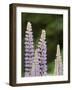 Canada, British Columbia, Vancouver Island. Lupine, Lupinus-Kevin Oke-Framed Photographic Print