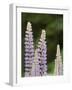 Canada, British Columbia, Vancouver Island. Lupine, Lupinus-Kevin Oke-Framed Photographic Print