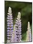 Canada, British Columbia, Vancouver Island. Lupine, Lupinus-Kevin Oke-Mounted Photographic Print