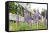 Canada, British Columbia, Vancouver Island. Lupine, Lupinus-Kevin Oke-Framed Stretched Canvas