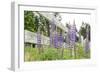 Canada, British Columbia, Vancouver Island. Lupine, Lupinus-Kevin Oke-Framed Photographic Print