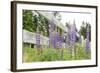 Canada, British Columbia, Vancouver Island. Lupine, Lupinus-Kevin Oke-Framed Photographic Print