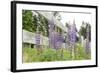 Canada, British Columbia, Vancouver Island. Lupine, Lupinus-Kevin Oke-Framed Photographic Print