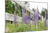 Canada, British Columbia, Vancouver Island. Lupine, Lupinus-Kevin Oke-Mounted Photographic Print