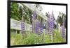 Canada, British Columbia, Vancouver Island. Lupine, Lupinus-Kevin Oke-Framed Photographic Print