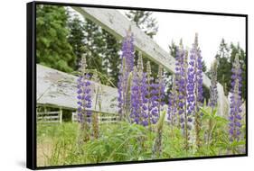 Canada, British Columbia, Vancouver Island. Lupine, Lupinus-Kevin Oke-Framed Stretched Canvas