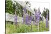 Canada, British Columbia, Vancouver Island. Lupine, Lupinus-Kevin Oke-Stretched Canvas