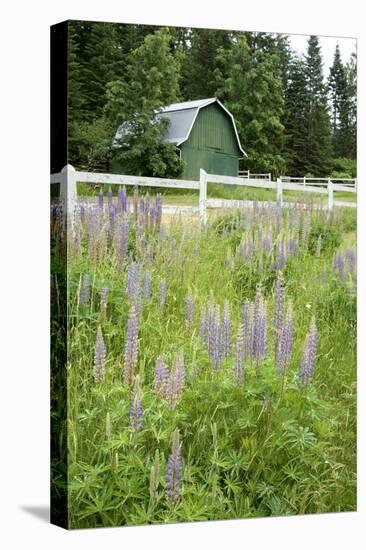 Canada, British Columbia, Vancouver Island. Lupine, Lupinus-Kevin Oke-Stretched Canvas