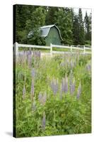 Canada, British Columbia, Vancouver Island. Lupine, Lupinus-Kevin Oke-Stretched Canvas