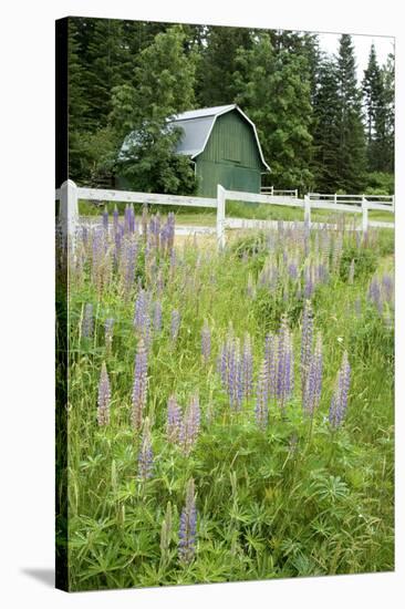 Canada, British Columbia, Vancouver Island. Lupine, Lupinus-Kevin Oke-Stretched Canvas