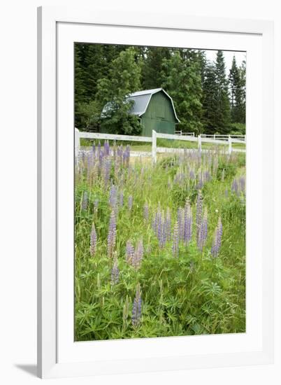 Canada, British Columbia, Vancouver Island. Lupine, Lupinus-Kevin Oke-Framed Photographic Print