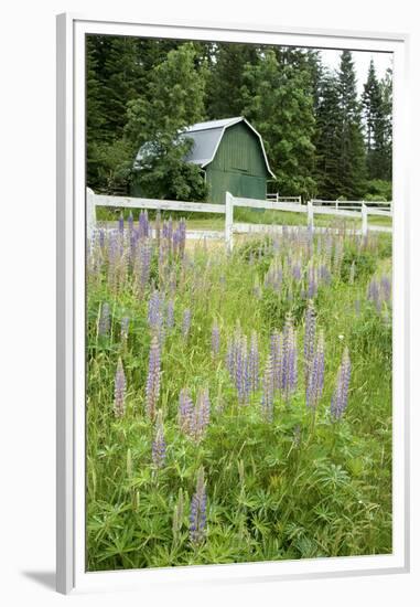 Canada, British Columbia, Vancouver Island. Lupine, Lupinus-Kevin Oke-Framed Premium Photographic Print