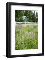 Canada, British Columbia, Vancouver Island. Lupine, Lupinus-Kevin Oke-Framed Photographic Print