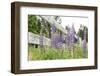 Canada, British Columbia, Vancouver Island. Lupine, Lupinus-Kevin Oke-Framed Photographic Print