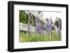 Canada, British Columbia, Vancouver Island. Lupine, Lupinus-Kevin Oke-Framed Photographic Print