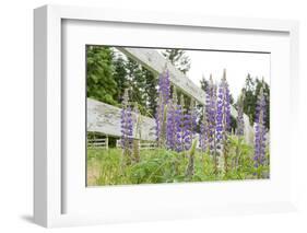 Canada, British Columbia, Vancouver Island. Lupine, Lupinus-Kevin Oke-Framed Photographic Print