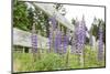 Canada, British Columbia, Vancouver Island. Lupine, Lupinus-Kevin Oke-Mounted Photographic Print