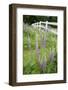 Canada, British Columbia, Vancouver Island. Lupine, Lupinus-Kevin Oke-Framed Photographic Print