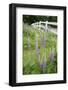 Canada, British Columbia, Vancouver Island. Lupine, Lupinus-Kevin Oke-Framed Photographic Print