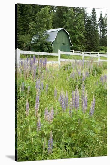 Canada, British Columbia, Vancouver Island. Lupine, Lupinus-Kevin Oke-Stretched Canvas