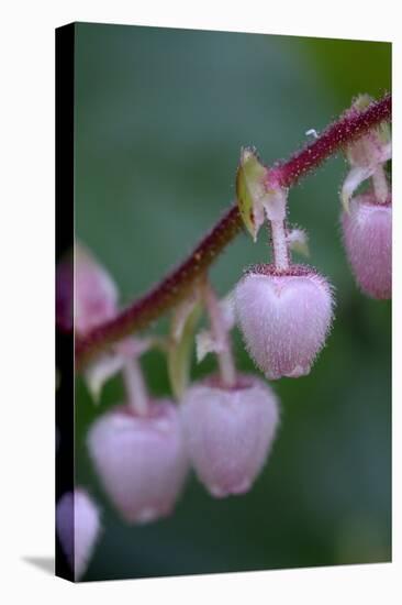 Canada, British Columbia, Vancouver Island. Salal, Gaultheria Shallon-Kevin Oke-Stretched Canvas