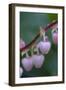 Canada, British Columbia, Vancouver Island. Salal, Gaultheria Shallon-Kevin Oke-Framed Photographic Print