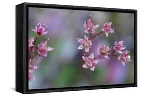 Canada, British Columbia, Vancouver Island. Wild Sedum-Kevin Oke-Framed Stretched Canvas