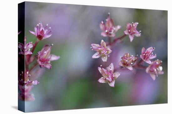 Canada, British Columbia, Vancouver Island. Wild Sedum-Kevin Oke-Stretched Canvas