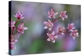 Canada, British Columbia, Vancouver Island. Wild Sedum-Kevin Oke-Stretched Canvas