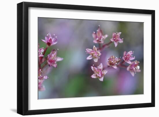 Canada, British Columbia, Vancouver Island. Wild Sedum-Kevin Oke-Framed Photographic Print