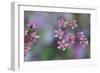 Canada, British Columbia, Vancouver Island. Wild Sedum-Kevin Oke-Framed Photographic Print