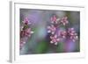 Canada, British Columbia, Vancouver Island. Wild Sedum-Kevin Oke-Framed Photographic Print