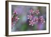 Canada, British Columbia, Vancouver Island. Wild Sedum-Kevin Oke-Framed Photographic Print