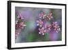 Canada, British Columbia, Vancouver Island. Wild Sedum-Kevin Oke-Framed Photographic Print