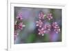 Canada, British Columbia, Vancouver Island. Wild Sedum-Kevin Oke-Framed Photographic Print