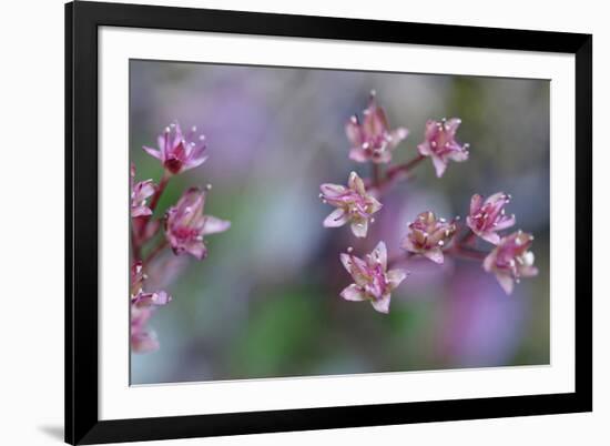 Canada, British Columbia, Vancouver Island. Wild Sedum-Kevin Oke-Framed Photographic Print