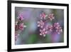 Canada, British Columbia, Vancouver Island. Wild Sedum-Kevin Oke-Framed Photographic Print