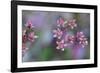 Canada, British Columbia, Vancouver Island. Wild Sedum-Kevin Oke-Framed Photographic Print