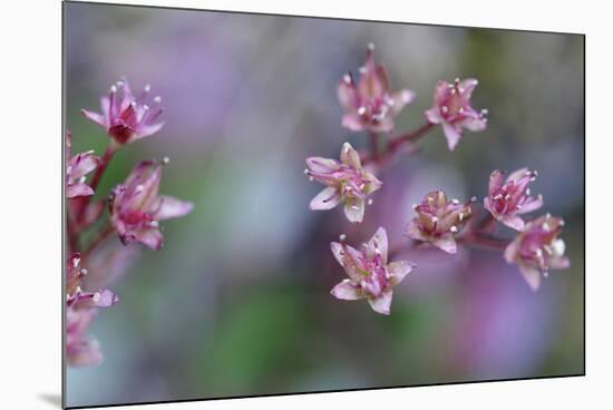 Canada, British Columbia, Vancouver Island. Wild Sedum-Kevin Oke-Mounted Photographic Print