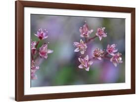 Canada, British Columbia, Vancouver Island. Wild Sedum-Kevin Oke-Framed Photographic Print