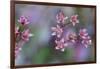 Canada, British Columbia, Vancouver Island. Wild Sedum-Kevin Oke-Framed Photographic Print