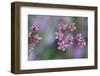 Canada, British Columbia, Vancouver Island. Wild Sedum-Kevin Oke-Framed Photographic Print