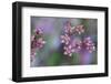 Canada, British Columbia, Vancouver Island. Wild Sedum-Kevin Oke-Framed Photographic Print