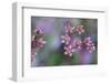 Canada, British Columbia, Vancouver Island. Wild Sedum-Kevin Oke-Framed Photographic Print