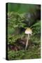 Canada, British Columbia, Vancouver. Mycena Mushroom Detail in Moss-Kevin Oke-Stretched Canvas