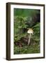 Canada, British Columbia, Vancouver. Mycena Mushroom Detail in Moss-Kevin Oke-Framed Photographic Print