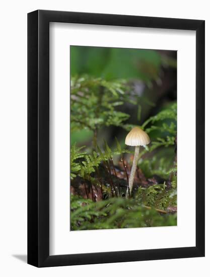 Canada, British Columbia, Vancouver. Mycena Mushroom Detail in Moss-Kevin Oke-Framed Photographic Print